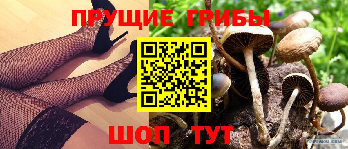 Жуковский  Псилоцибиновые грибы мухоморы  Вход с VPN  Псилоцибиновые грибы Cubensis 